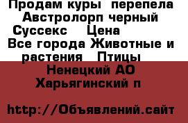 Продам куры, перепела. Австролорп черный. Суссекс. › Цена ­ 1 500 - Все города Животные и растения » Птицы   . Ненецкий АО,Харьягинский п.